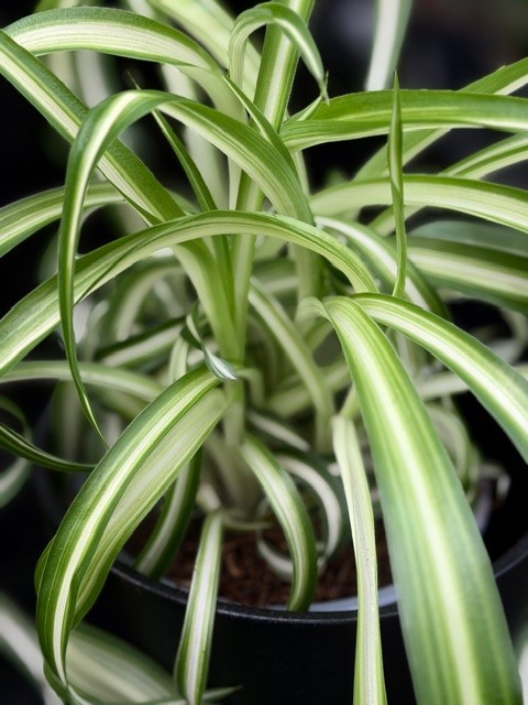 Chlorophytum como. Bonnie