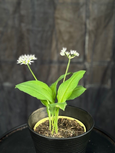 Allium ursinum - Ramslök