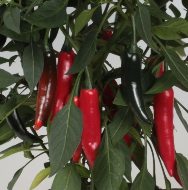 Capsicum 'Cayenetta'