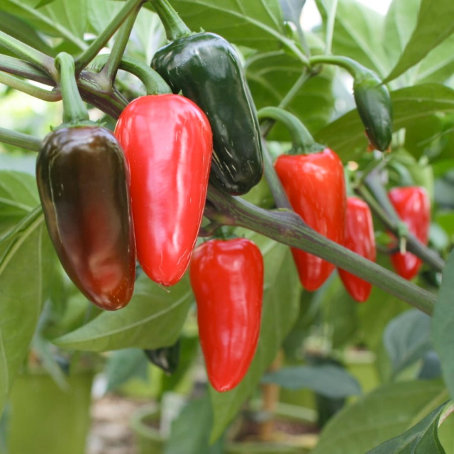 Capsicum Jalapeño EKO