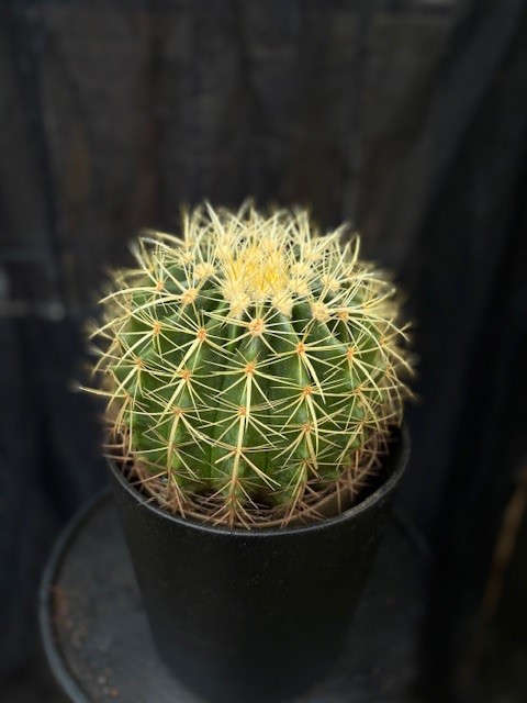 Echinocactus grusonii - Svärmors kudde