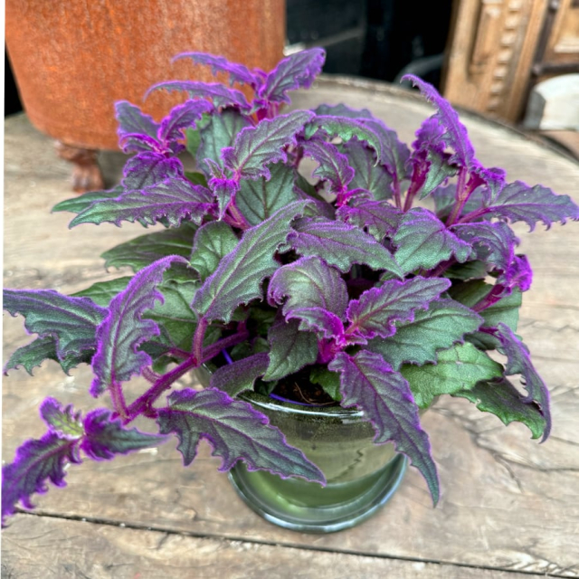 Gynura aurantiaca - Sammetsblad