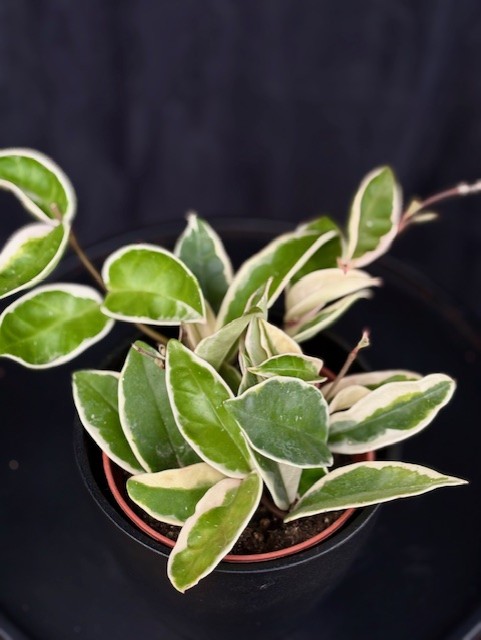 Hoya carnosa Krimson Queen - Porslinsblomma