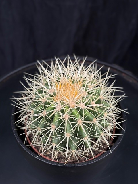 Echinocactus grusonii - Svärmors kudde