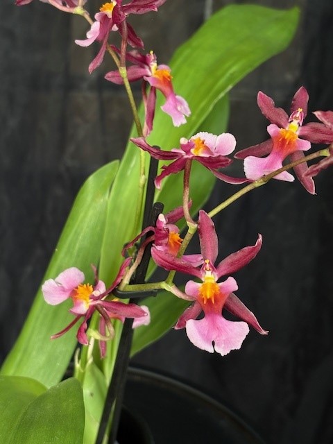 Oncidium 'Katrina Zoch' - Fjärilsorkidé