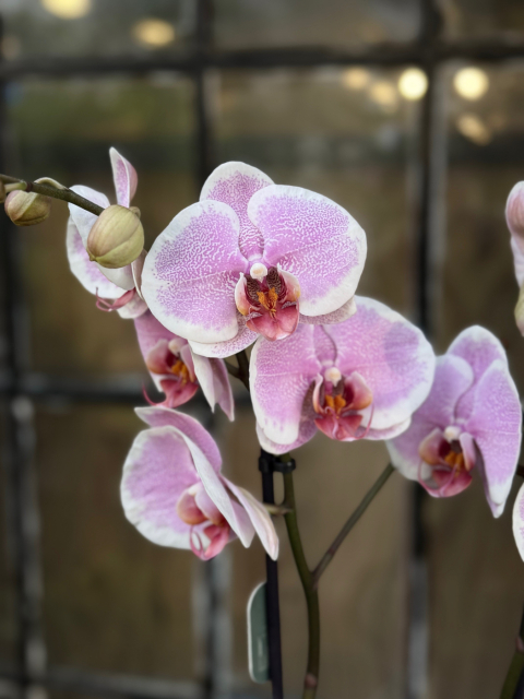 Phalaenopsis Romance - Brudorkidé