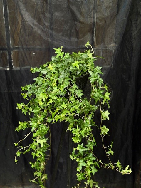 Hedera helix 'Jacobine' - Murgröna