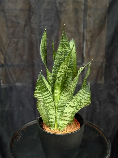 Sansevieria zeylanica - Dolklilja
