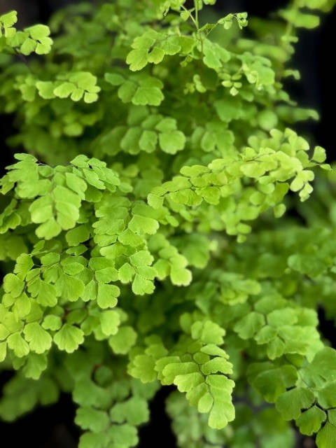 Adiantum raddianum Fritz Luthi