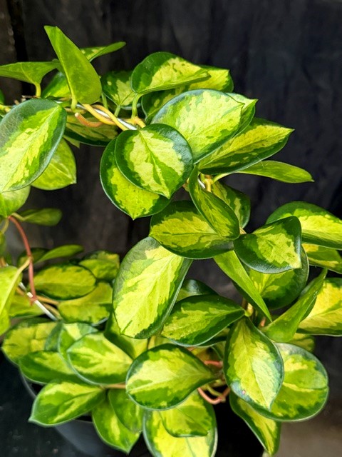 Hoya carnosa 'Tricolor' - Porslinsblomma