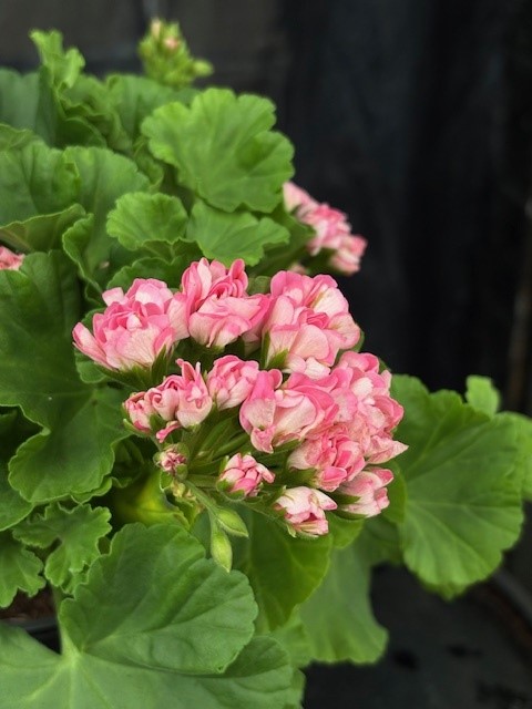 Pelargonium 'Princess Filippa' - (Australian Pink Rambler)