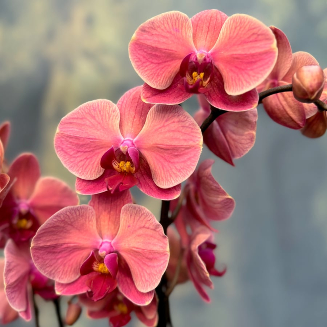 Phalaenopsis Narbonne