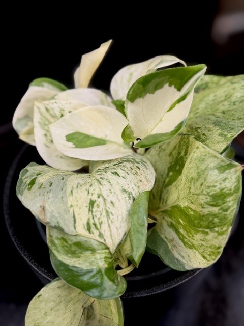 Epipremnum aure. Happy Leaf