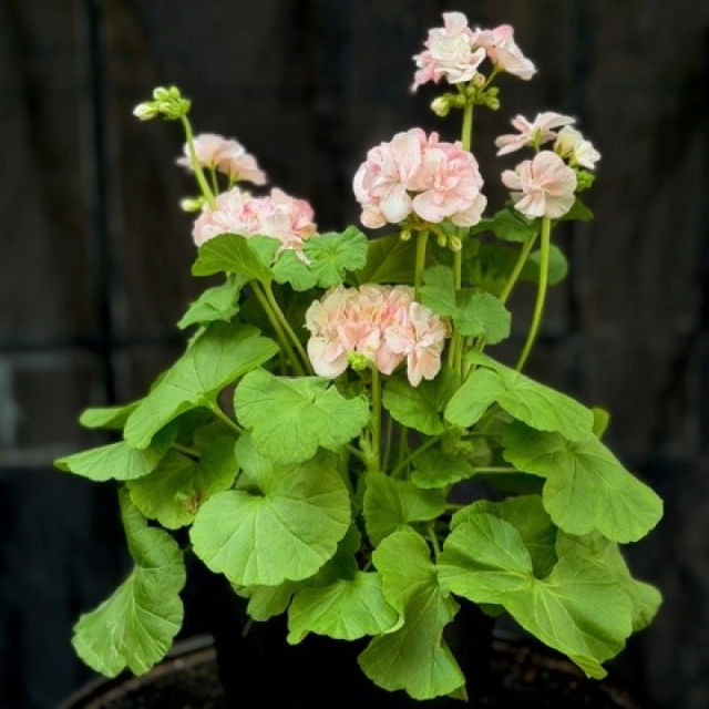 Pelargonium 'Mårbacka'