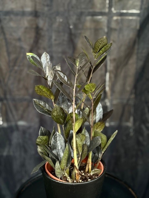 Zamioculcas zamiifolia 'Raven' - Garderobsblomma