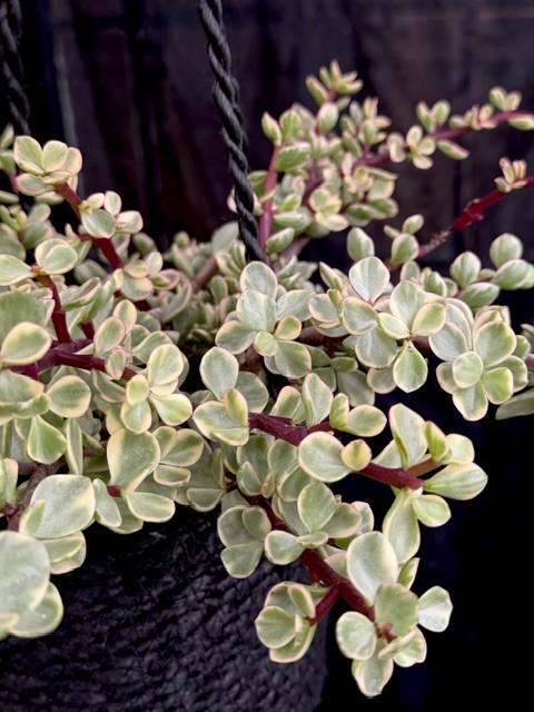 Portulacaria afra Variegata
