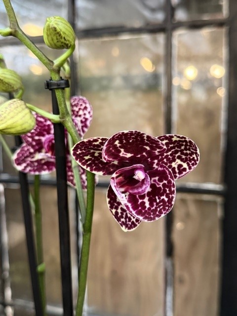 Phalaenopsis Wildcat - Brudorkidé