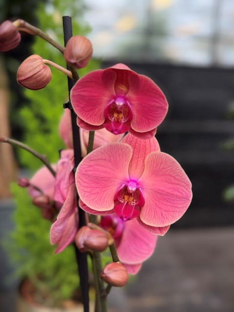 Phalaenopsis 'Asian Coral' - Brudorkidé