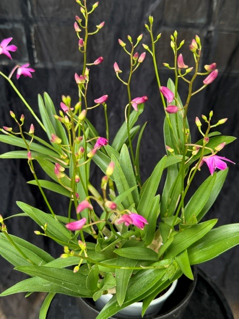 Dendrobium 'Berry Oda'