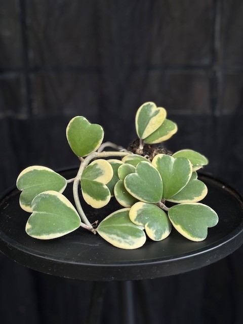 Hoya kerriii 'Variegata' - Hjärtporslinsblomma
