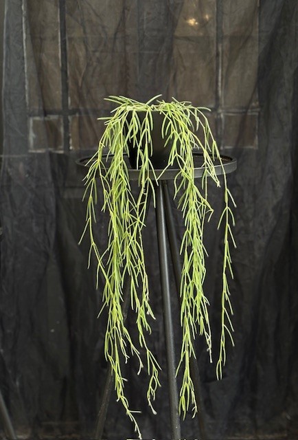 Hoya linearis - Trådporslinsblomma