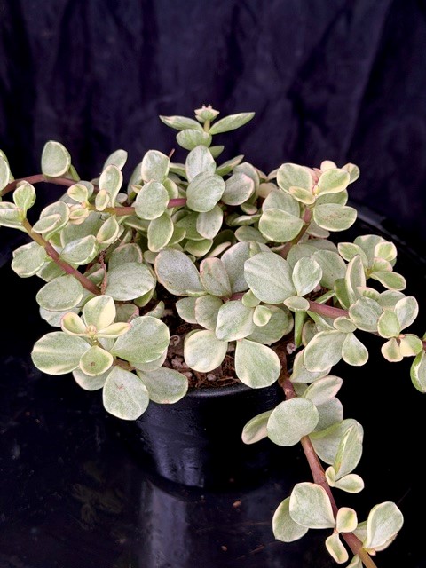 Portulacaria afra 'Variegata' - Buskportlak