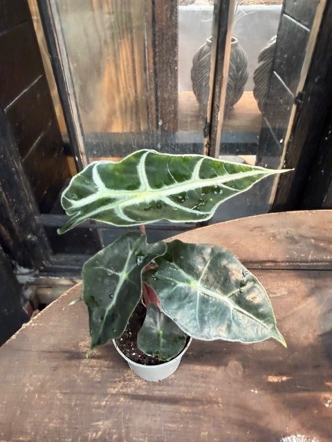 Alocasia x amazonica - Amazonsköld