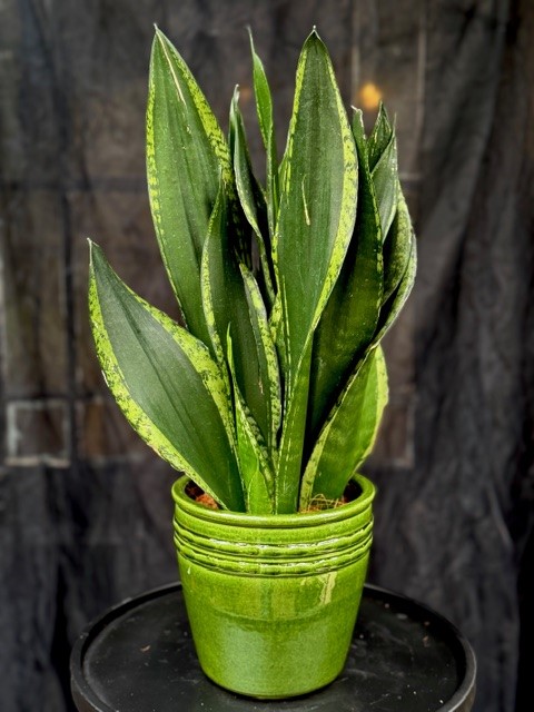 Sansevieria 'Silver Flame' - Svärmors tunga