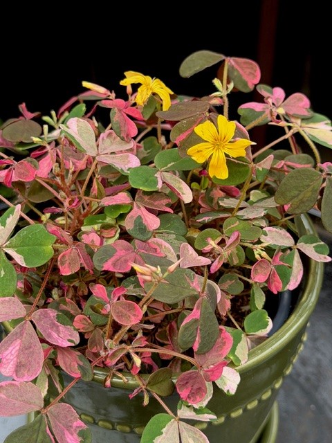 Oxalis vulcan. Crazy Plum