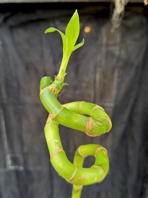Dracaena brau. 'Lucky Bamboo' - Dracena spiral 80cm