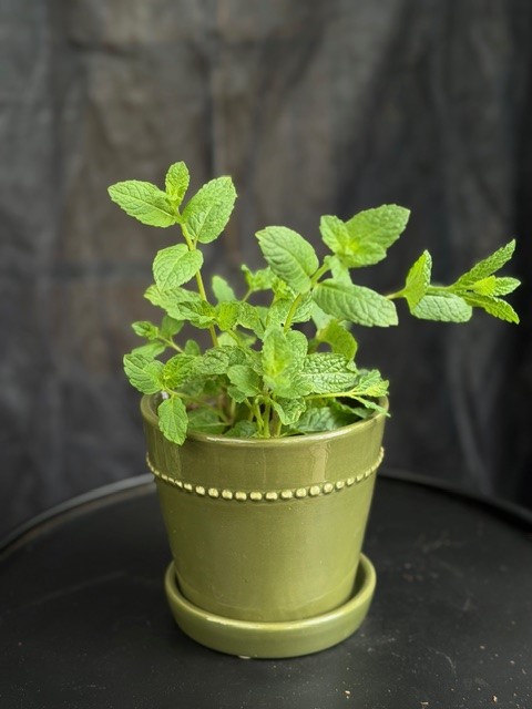 Mentha x villosa (spicata)