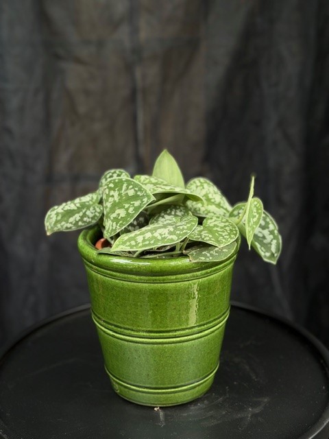 Scindapsus pictus Argyraeus