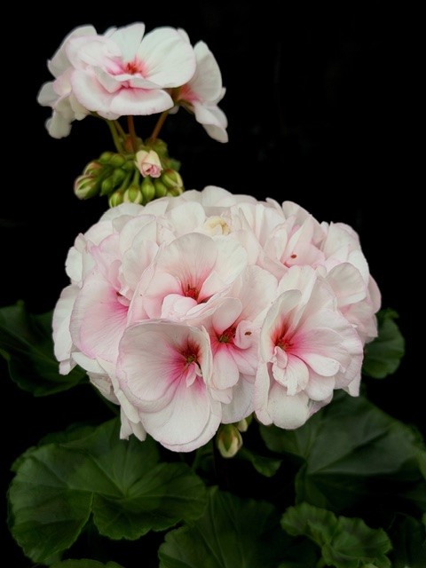 Pelargonium Estelle