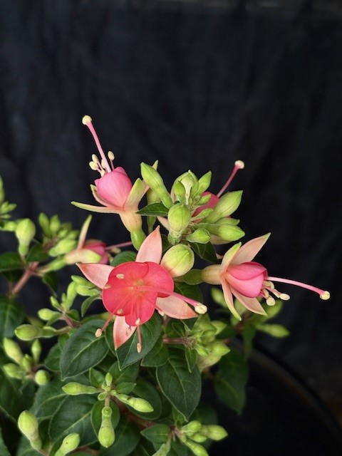 Fuchsia 'Walz Jubelteen' - Fuchsia