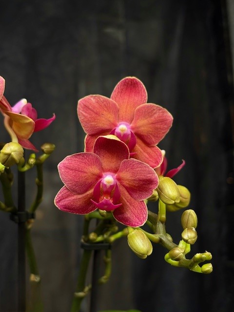Phalaenopsis multi. 'Chamonix' - Brudorkide
