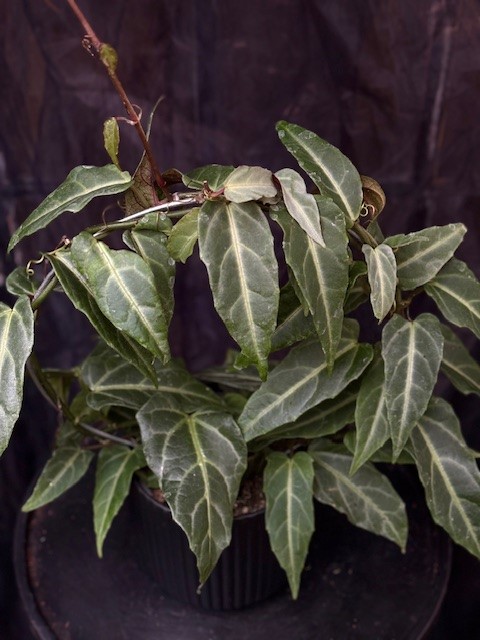 Cissus amazonica
