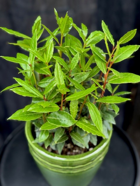 Laurus nobilis busk - Lager