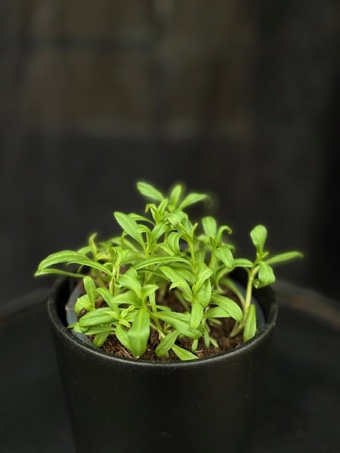 Tagetes lucida - Lakritstagetes
