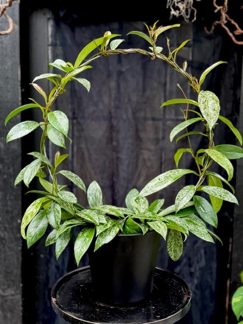 Hoya Silverspot båge