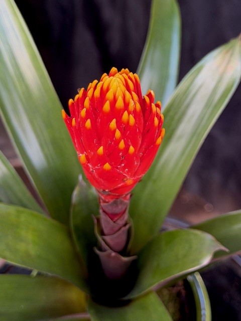 Guzmania Tala