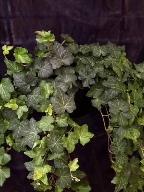 Hedera helix 'Birgitte' - Murgröna