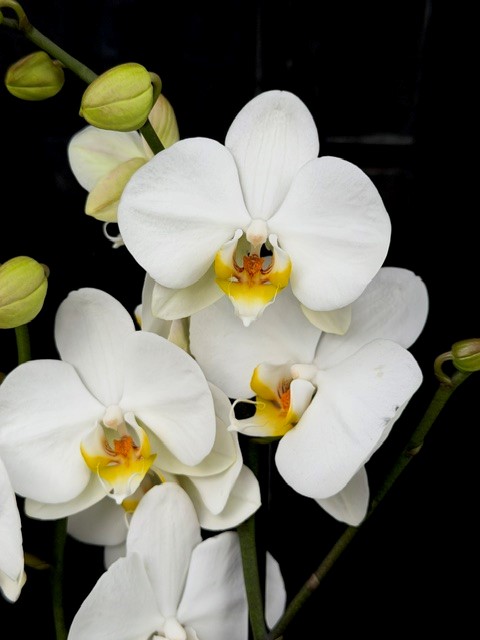 Phalaenopsis 'Bigflower' - Brudorkidé