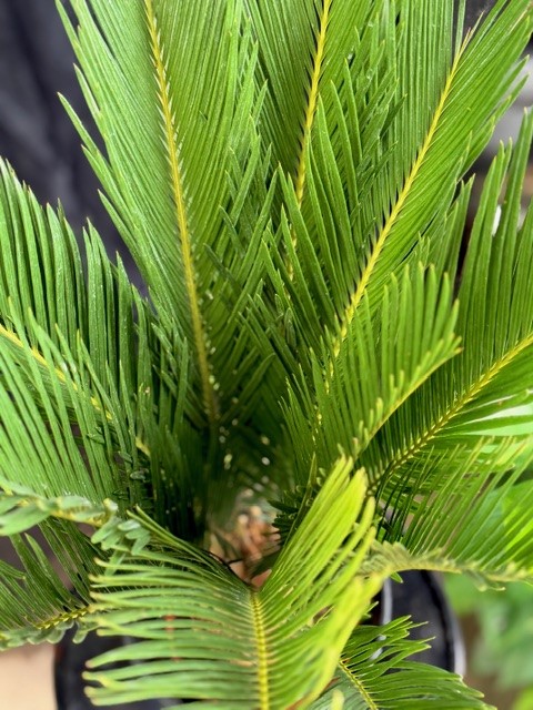 Cycas revoluta