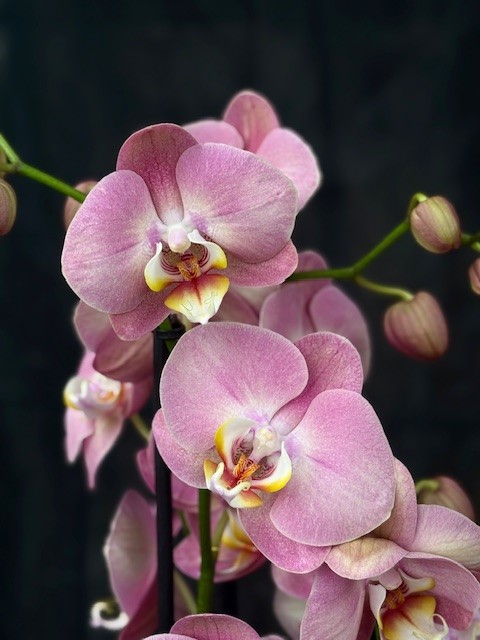 Phalaenopsis 'Honey Peach' - Brudorkidé