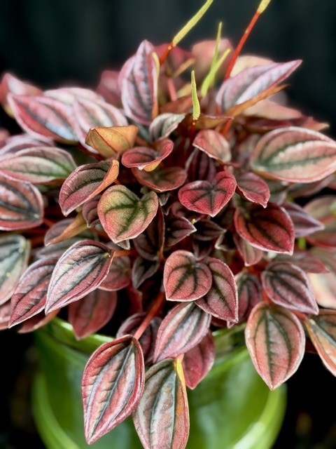 Peperomia Cayenne