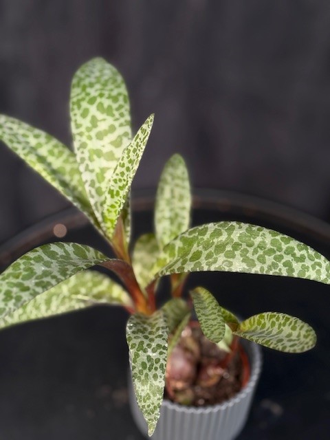 Ledebouria socialis - Syskonstjärna