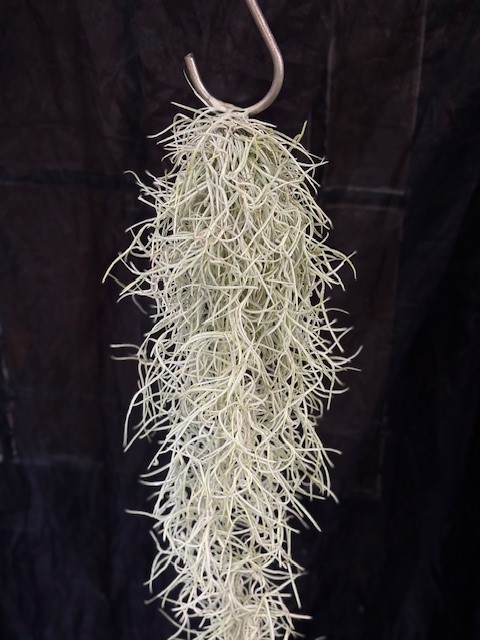 Tillandsia usneoides - Spansk mossa