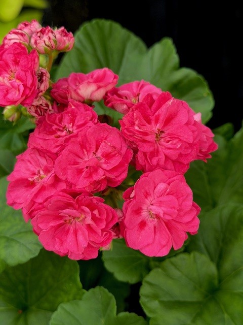 Pelargonium Surv. Idols Rosalinda