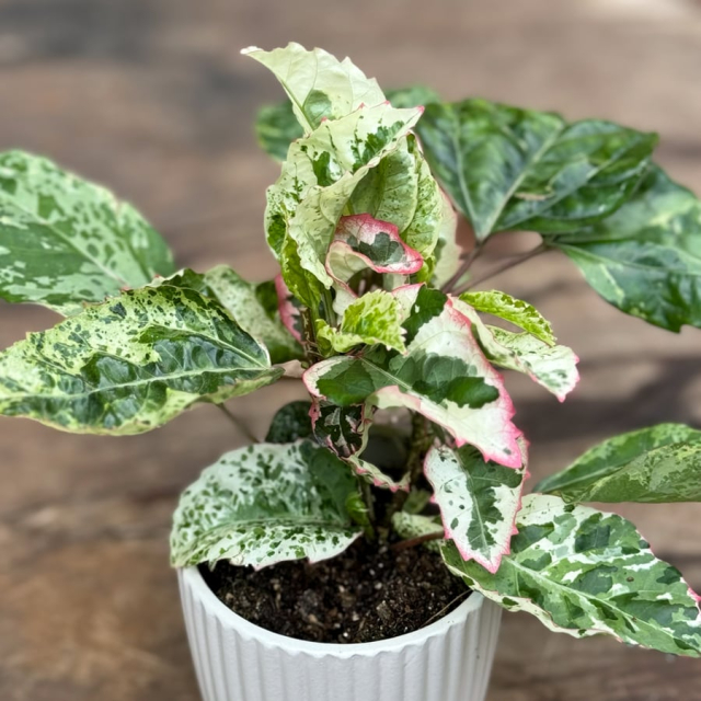Hibiscus vari. Cooperi - Brokbladig hibiskus