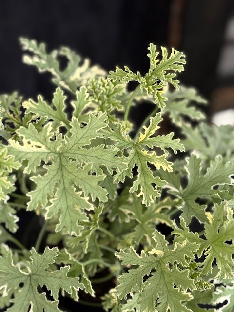 Pelargonium grav. 'Grey Lady Plymouth' - Doftpelargon